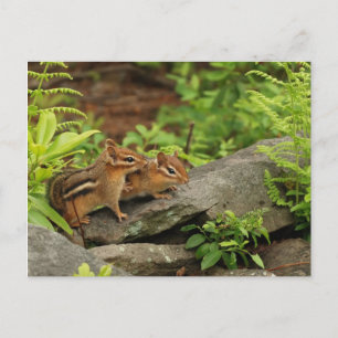 Loving Baby Chipmunk Siblings Briefkaart
