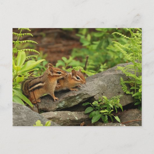 Loving Baby Chipmunk Siblings Briefkaart (Voorkant)