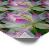 Loving Lotuses... Poster (Hoek)