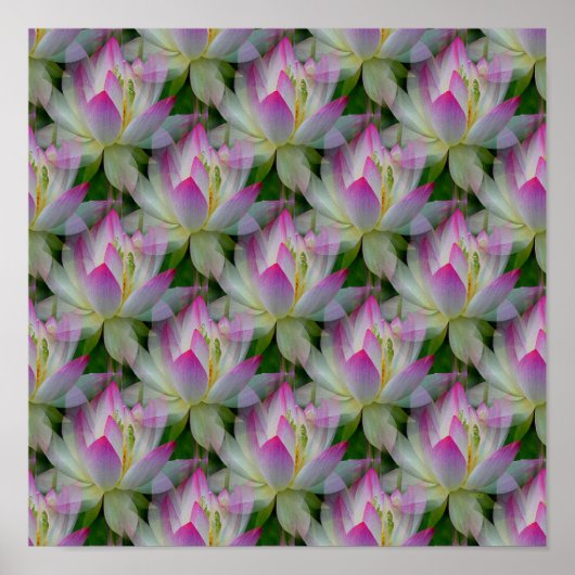 Loving Lotuses... Poster (Voorkant)