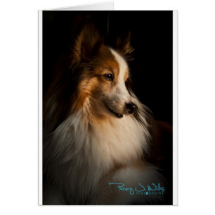 Low Key Shetland Sheepdog