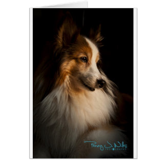 Low Key Shetland Sheepdog