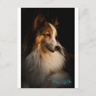 Low Key Shetland Sheepdog Briefkaart