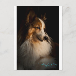 Low Key Shetland Sheepdog Briefkaart