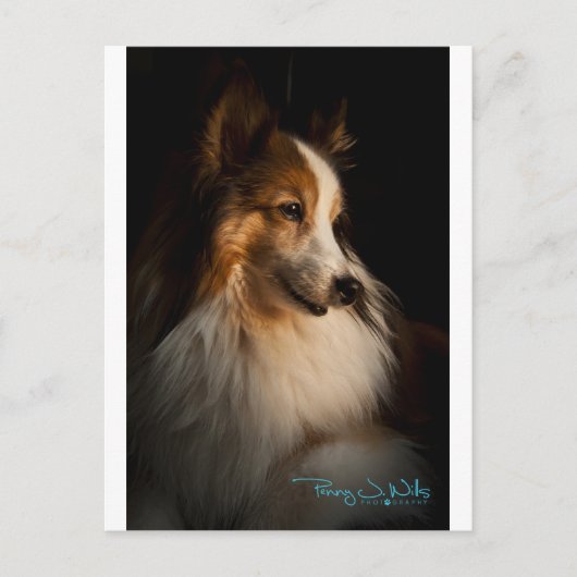 Low Key Shetland Sheepdog Briefkaart (Voorkant)