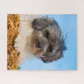 Löwchen Hondenras. Legpuzzel (Horizontaal)