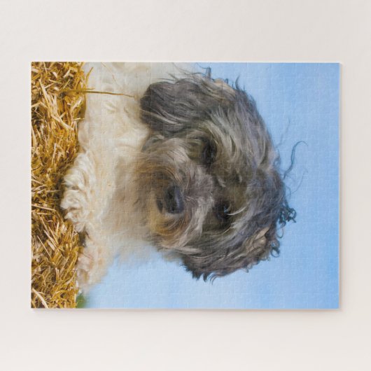 Löwchen Hondenras. Legpuzzel (Horizontaal)