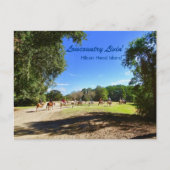 Lowcountry Horse Trail Rides Hilton Head Island SC Briefkaart (Voorkant)