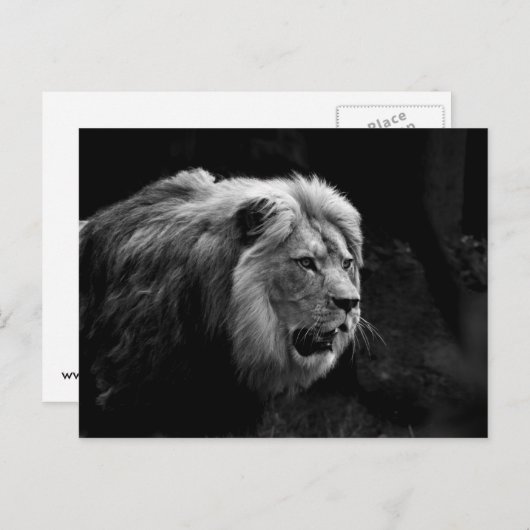 löwe briefkaart (Voorkant / Achterkant)