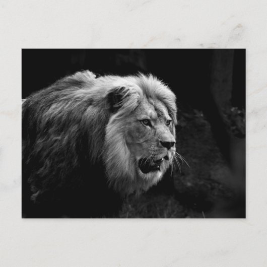 löwe briefkaart (Voorkant)