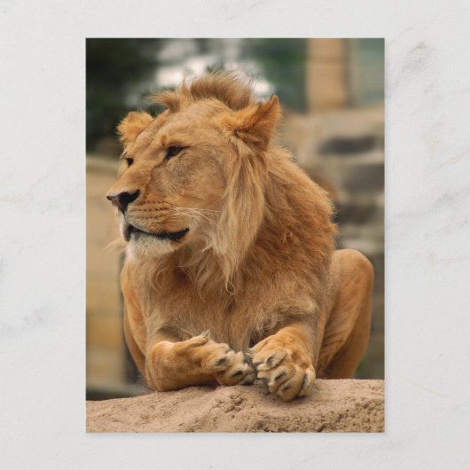 Löwe mit Punkerfrisur Briefkaart (Voorkant)