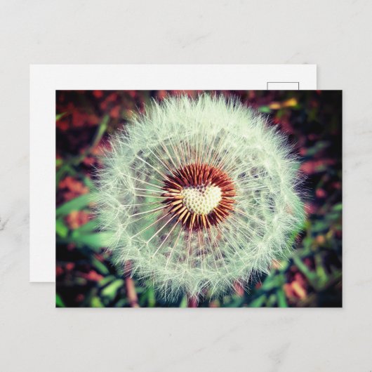 Löwenzahn Briefkaart (Voorkant / Achterkant)
