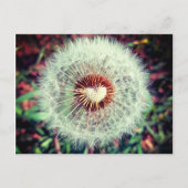 Löwenzahn Briefkaart (Voorkant)