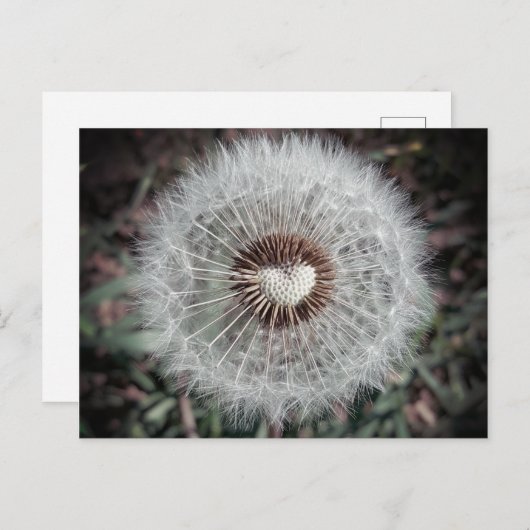 Löwenzahn Briefkaart (Voorkant / Achterkant)