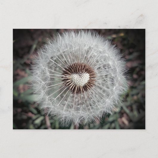 Löwenzahn Briefkaart (Voorkant)