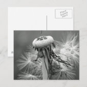 Löwenzahn Briefkaart (Voorkant / Achterkant)