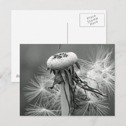 Löwenzahn Briefkaart (Voorkant / Achterkant)