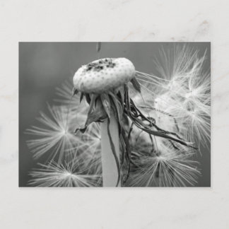 Löwenzahn Briefkaart