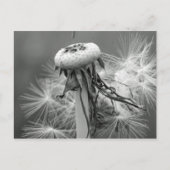 Löwenzahn Briefkaart (Voorkant)