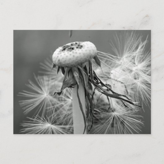 Löwenzahn Briefkaart (Voorkant)