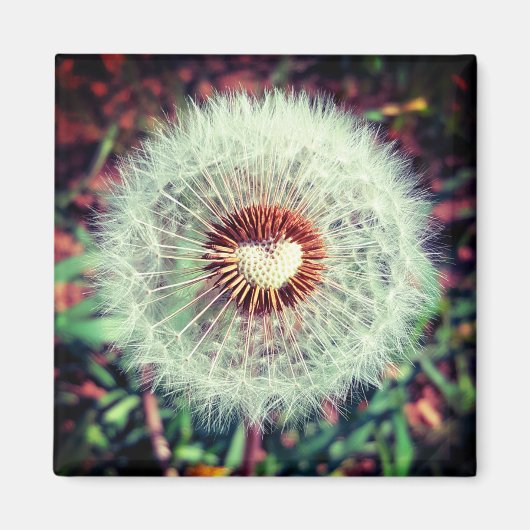 Löwenzahn Magneet (Voorkant)