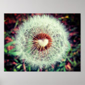 Löwenzahn Poster (Voorkant)