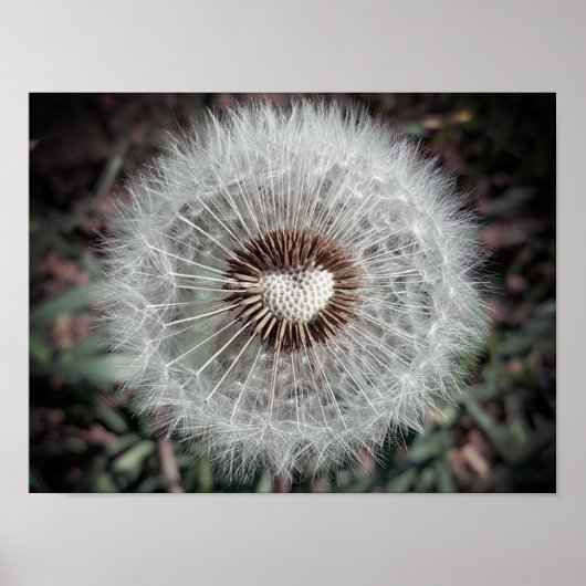 Löwenzahn Poster (Voorkant)