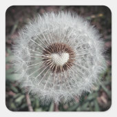 Löwenzahn Vierkante Sticker (Voorkant)