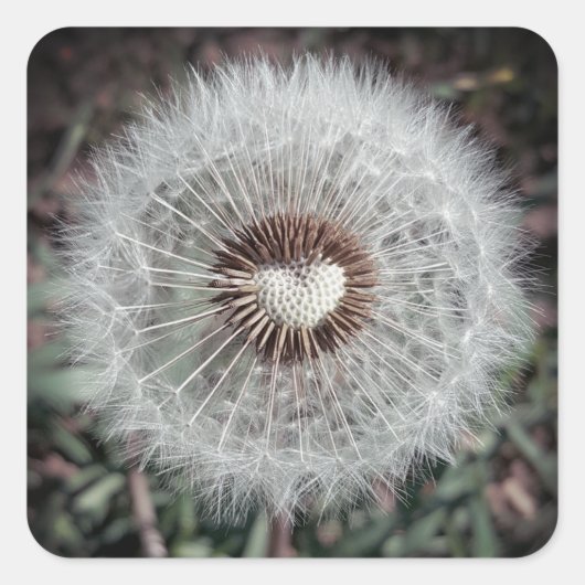 Löwenzahn Vierkante Sticker (Voorkant)