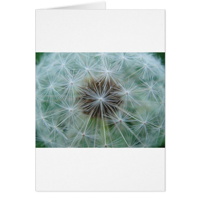 Löwenzahnmuster (Voorkant)