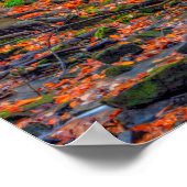 Lower Dundee Herfsten, Beach City Wilderness Area, Poster (Hoek)