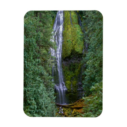 Lower Proxy Falls | Willamette National Forest Magneet (Verticaal)