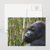 Lowland Gorilla Briefkaart (Voorkant / Achterkant)