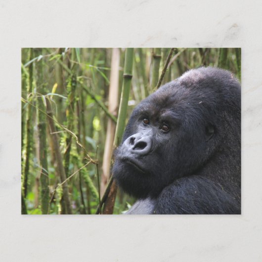 Lowland Gorilla Briefkaart (Voorkant)