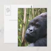 Lowland Gorilla Briefkaart (Voorkant / Achterkant)