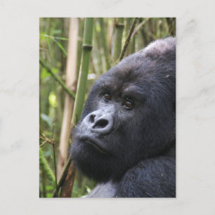 Lowland Gorilla Briefkaart