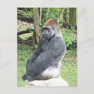 Lowland Gorilla in Sitting Pose Briefkaart