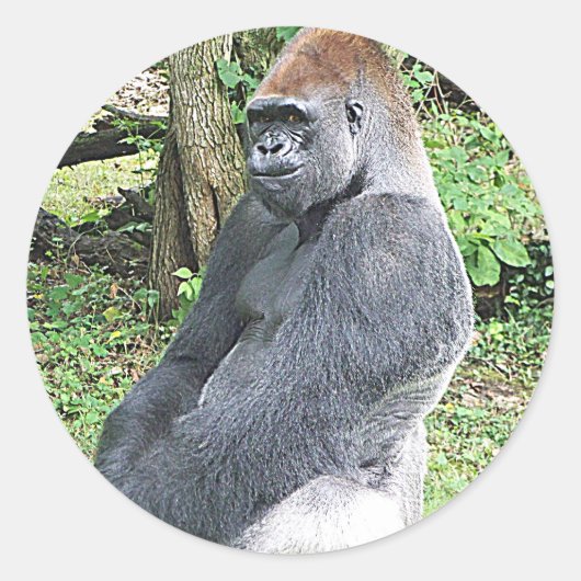 Lowland Gorilla in Sitting Pose Ronde Sticker (Voorkant)
