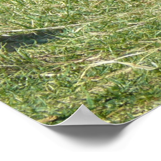 Lowland Gorilla Poster (Hoek)