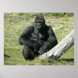 Lowland Gorilla Poster