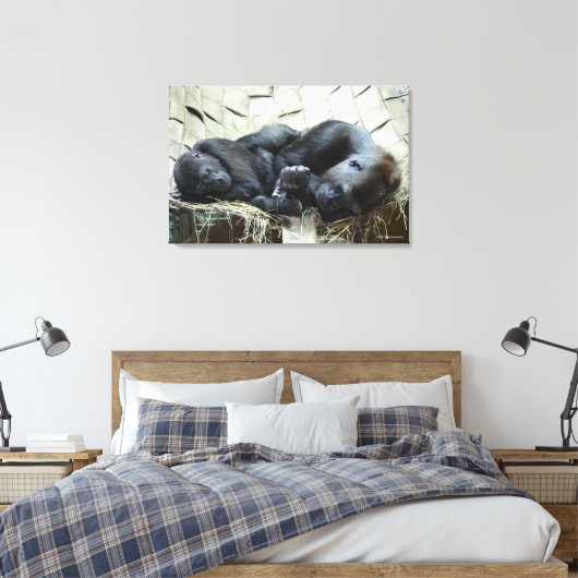 Lowland Gorillas Napping Canvas Afdruk (Insitu (Slaapkamer))
