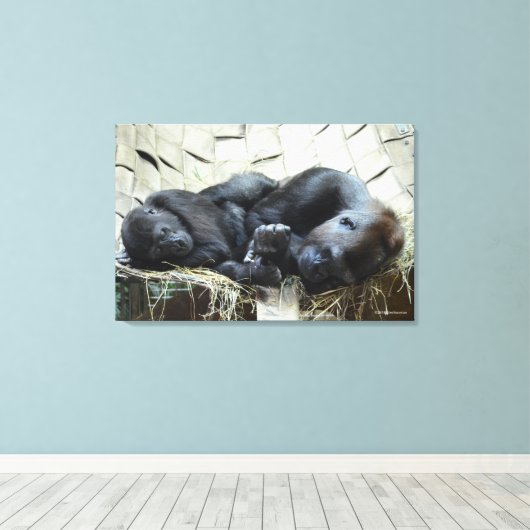 Lowland Gorillas Napping Canvas Afdruk (Insitu (Houten vloer))