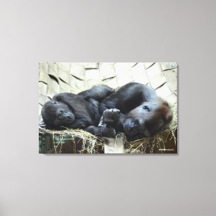 Lowland Gorillas Napping Canvas Afdruk