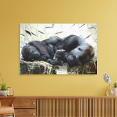 Lowland Gorillas Napping Canvas Afdruk (Insitu (Woonkamer))