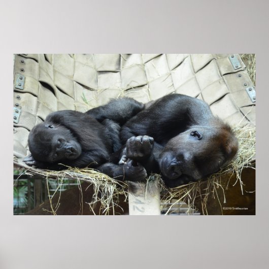Lowland Gorillas Napping Poster (Voorkant)