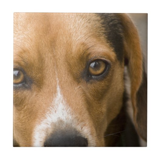 Loyal Beagle Hound Hunting Dog Tegeltje (Voorkant)