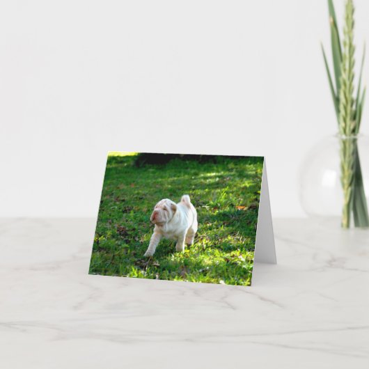 Loyal Companions: Shar-pei Kaart (Voorkant)