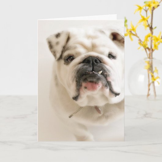 Loyal White Bulldog Photograph Kaart (Gele Bloem)