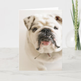 Loyal White Bulldog Photograph Kaart