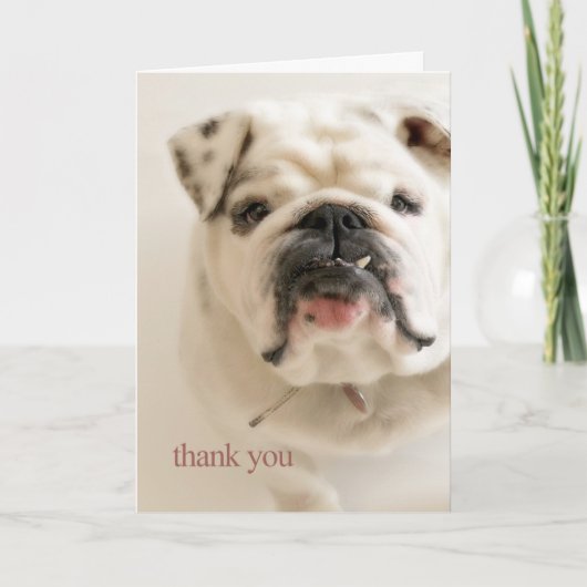 Loyal White Bulldog Thank You Bedankkaart (Voorkant)